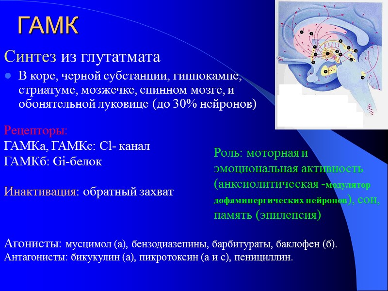 ГАМК Синтез из глутатмата  В коpе, черной субстанции, гиппокампе, стриатуме, мозжечке, спинном мозге,